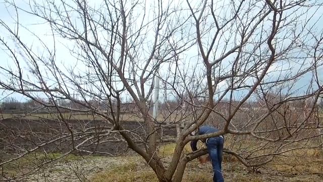 Весенняя обрезка абрикоса Как обрезать абрикос весной смотреть онлайн