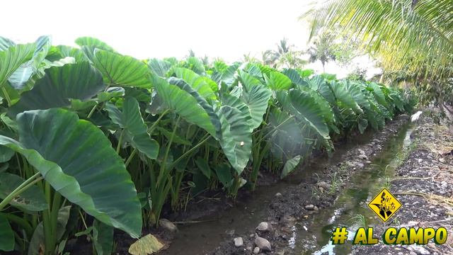 Cultivo de MALANGA TARO O PITUCA | Tubérculo poco conocido en México y mejor que la papa смотреть онлайн