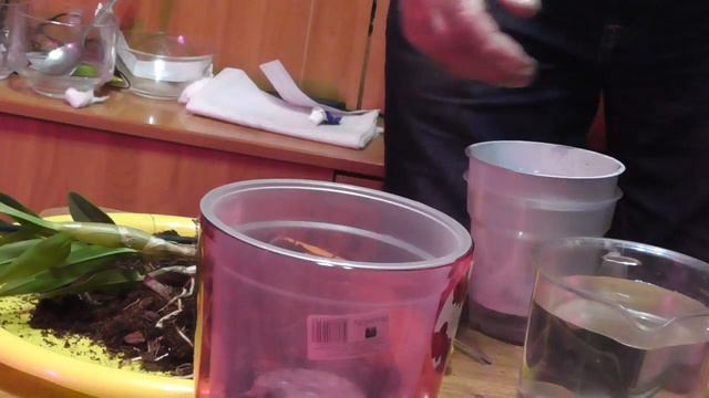 Моя новая орхидея Дендробиум(фаленопсис) смотреть онлайн