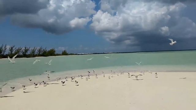 Cayo coco, Cuba, playa смотреть онлайн