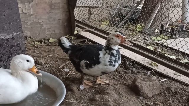 ЖИЗНЬ ДВУХ УТОК | Как живут две утки смотреть онлайн