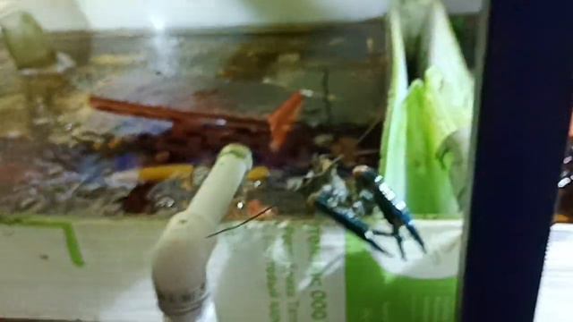 почему необходимо закрывать раков смотреть онлайн