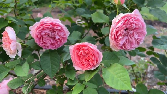 🌹 David Austin's Radio Times Rose / Aussal смотреть онлайн
