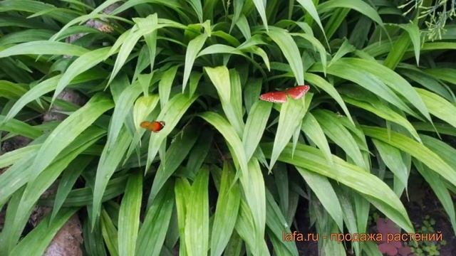 Осока обыкновенная (carex siderosticta) ? обыкновенная осока обзор: как сажать, саженцы осоки смотреть онлайн