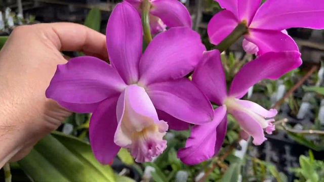 July 4 Orchid Blooms FLOWER POWER ASMR смотреть онлайн