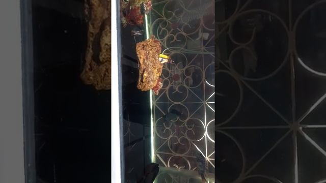 my aquarium 2 смотреть онлайн