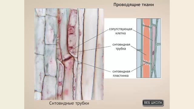 Ткани растений смотреть онлайн