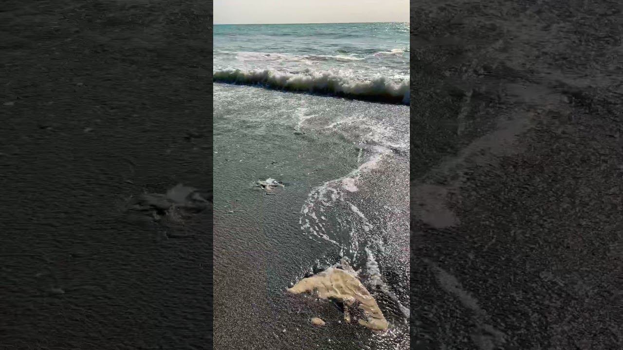 Осень в Сочи. Пляж Вардане. #сочи #tiktok смотреть онлайн