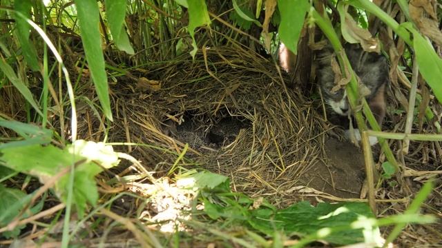 Гнездо ежа смотреть онлайн