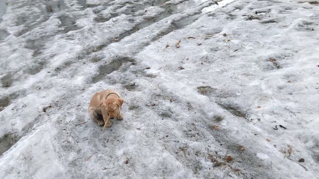 Особенности прогулки со щенком в городе (Лабрадор Сэм 3 мес.) смотреть онлайн