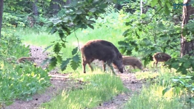 Lochy z warchlakami | Wild boar females with cubs | Sus scrofa | Самки кабана с молодыми кабанами смотреть онлайн