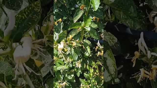 жимолость Сиротина и японскпя смотреть онлайн