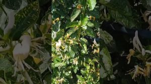 жимолость Сиротина и японскпя