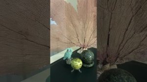 Интересно о красивом,полезном и магическом. Серпентин(змеевик)