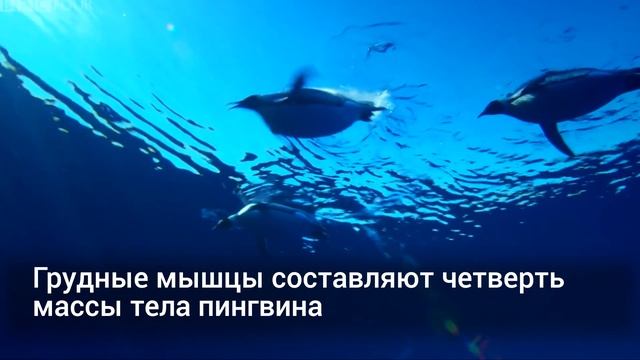 Почему пингвины не летают? смотреть онлайн