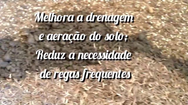 #SUBSTRATO QUE ESTA DEIXANDO MINHAS SUCULENTAS GIGANTES E LINDAS