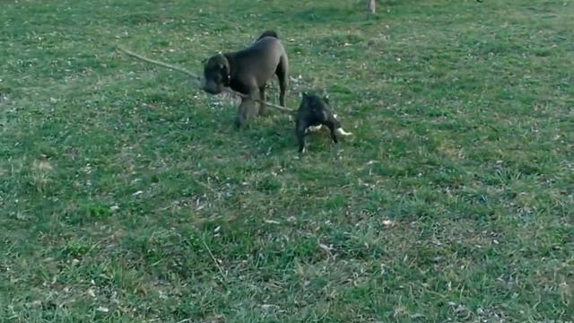 Француз и шарпей не могут поделить палку. Carve sticks смотреть онлайн