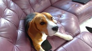 ШЕРЛОК- СУПЕР ПЕС. БРОС ШОУ ПЕТ