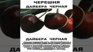 Черешня Дайбера