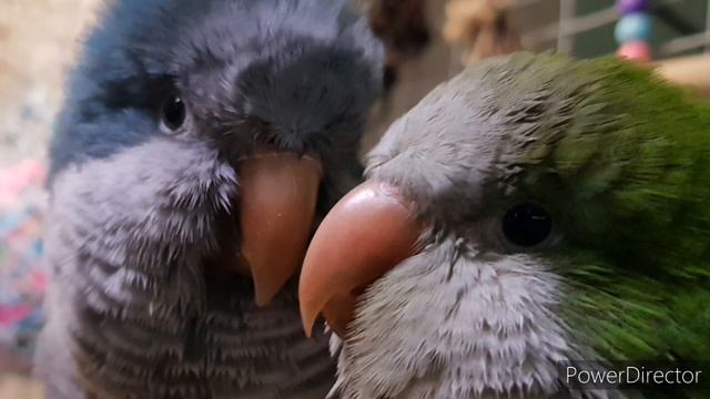 ДАВАЙ ДРУЖИТЬ! УЧИМ ПОПУГАЯ ГОВОРИТЬ. УРОК ДЛЯ ПОПУГАЯ. смотреть онлайн