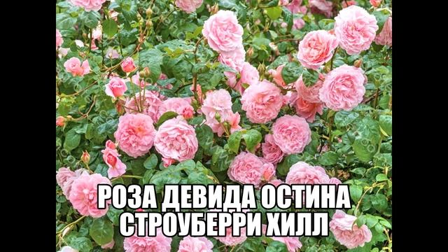 Роза Девида Остина Строуберри Хилл смотреть онлайн