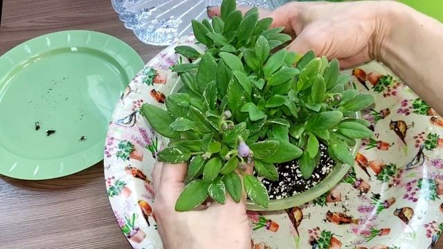 Ампельные фиалки трейлеры. Пересадка и формирование кустика. ЛЕ Шотландский Вереск. смотреть онлайн