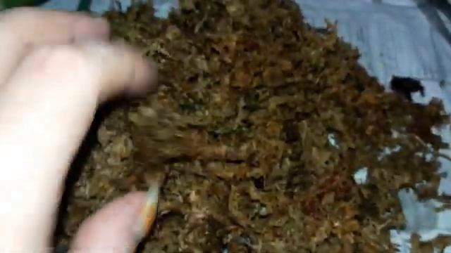 Сого Юкидан - 2. Осмотр , посадка , полив. смотреть онлайн