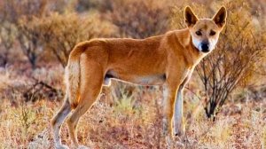 Собака Динго - интересные факты