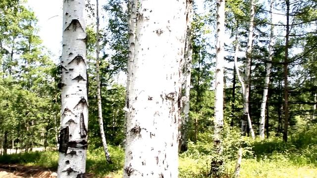 Ансамбль Дома офицеров Забайкальского края "Забайкальские березки" смотреть онлайн