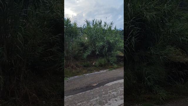 Как растут персики и гранаты, богатая природа Белдиби Кемер Турция смотреть онлайн