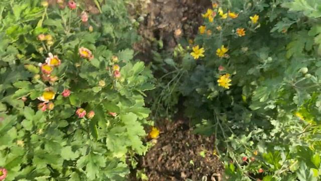 Эустома или лизиантус ирландская роза??? смотреть онлайн