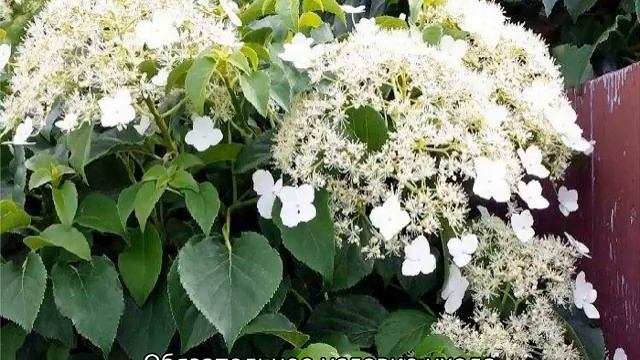 Гортензия черешковая вьющаяся: посадка и уход в Подмосковье