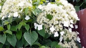 Гортензия черешковая вьющаяся: посадка и уход в Подмосковье