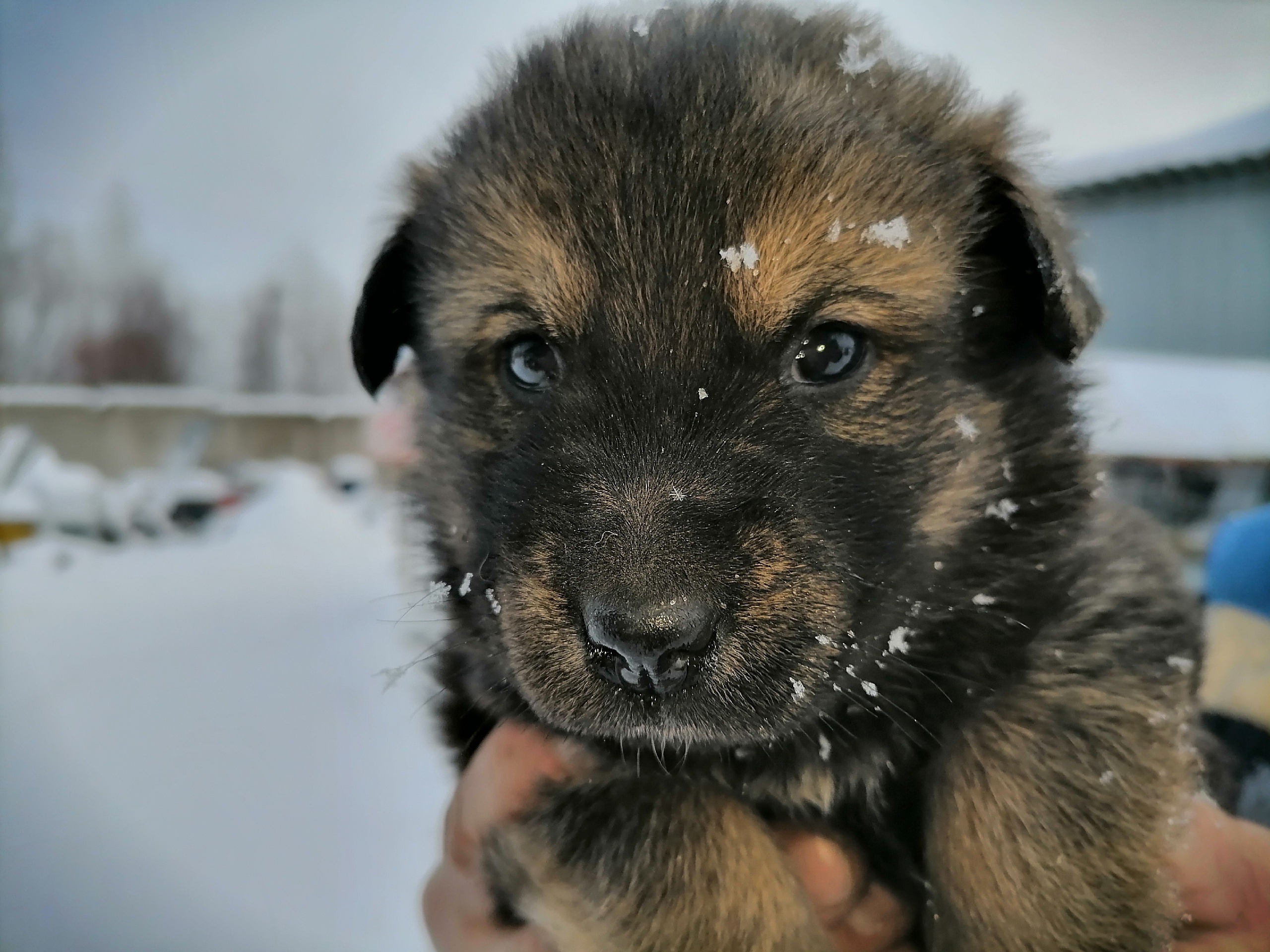 Маленький Рэм