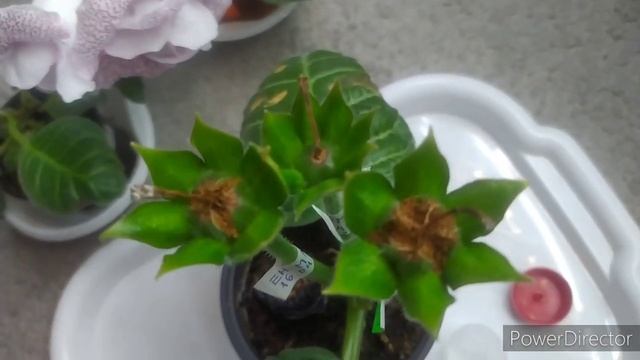 СЕМЕНА ГЛОКСИНИИ СОЗРЕЛИ . смотреть онлайн