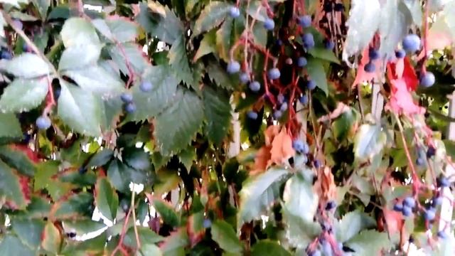 ВИЗИТНАЯ КАРТОЧКА ДАГОМЫС, НАБЕРЕЖНАЯ И САНАТОРНЫЙ ЛИФТ ??️?️ смотреть онлайн