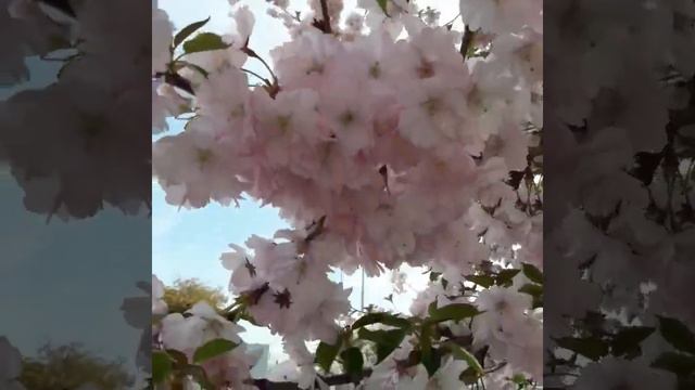 Так просыпается природа в Германии. смотреть онлайн