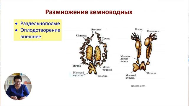 8й класс; Биология; "Позвоночные животные. Класс Земноводные " смотреть онлайн