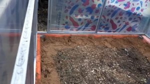 Кошка ?? поймала ласку!