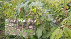 Шпалера для малины / Опора для малини