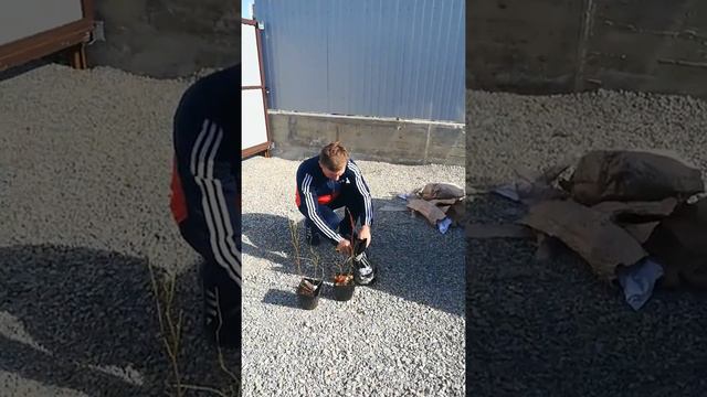Саженцы малины из Школьный Сад . смотреть онлайн
