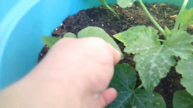 Огород на балконе 2019 год. Огурцы, кабачки смотреть онлайн