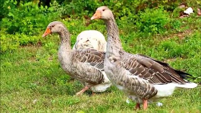 Как гуси едят траву смотреть онлайн