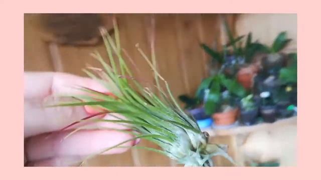 Tillandsia ( тилландсия в домашних условиях) смотреть онлайн