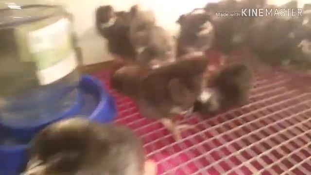 Цыплята доминанты & Куриная любоФФ. смотреть онлайн