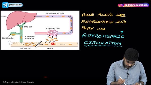 Physiology of Bile : Production, Storage, Reabsorption, Functions : GIT Physiology USMLE Step 1 смотреть онлайн
