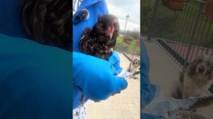 Как вылечить наросты на ногах у кур (известковая лапа)