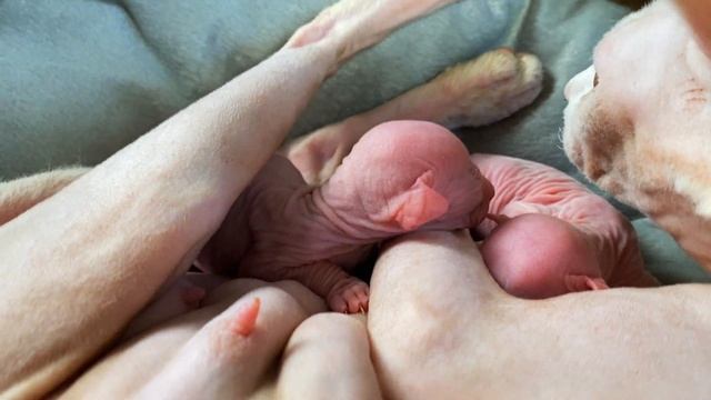Newborn hairless kittens Canadian Sphinx with mom cat Hairless odd-eyed смотреть онлайн