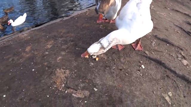 два весёлых гуся. контактный зоопарк в гжели. звуки животных. 1 серия. смотреть онлайн