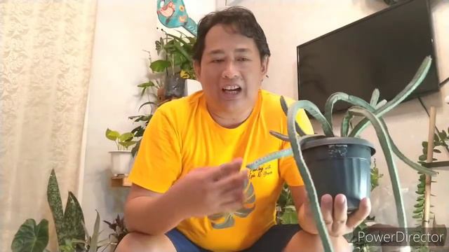 getting to know Euphorbia pseudocactus subs lyttoniana смотреть онлайн